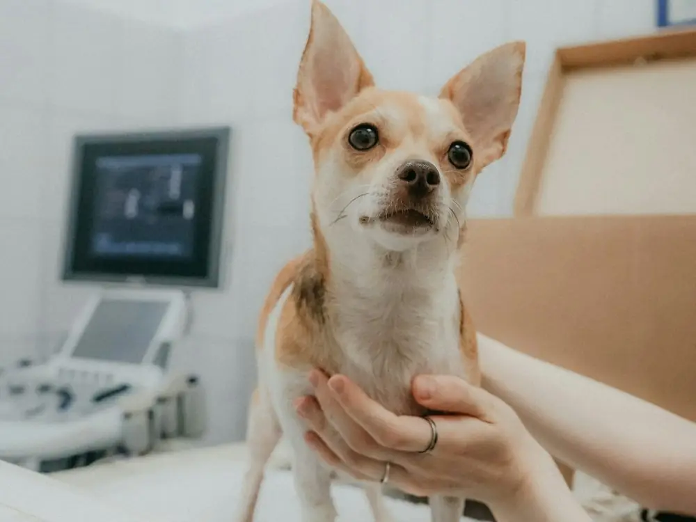 Perro en el consultorio junto al equipo de ecografía