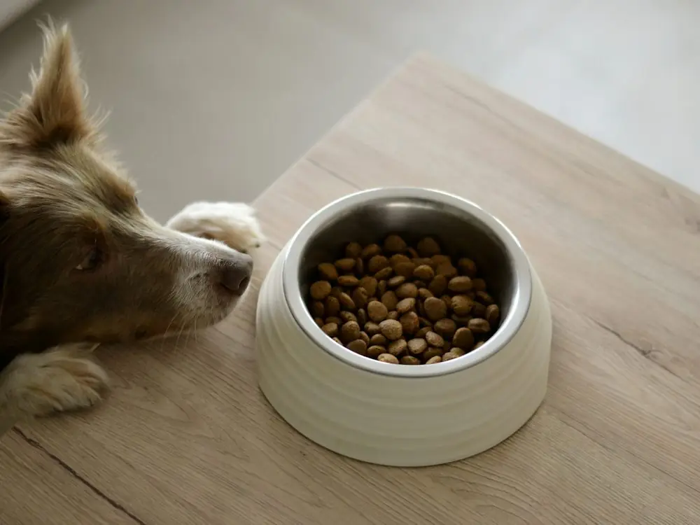 Perro junto a un plato de alimento balanceado